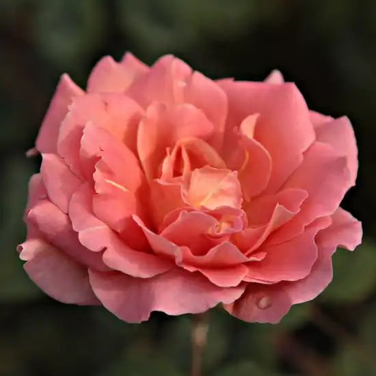Trandafiri Floribunda - Trandafiri - Courtoisie - 